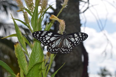 Butterfly on leaf