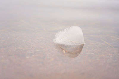 Close-up of feather floating on water