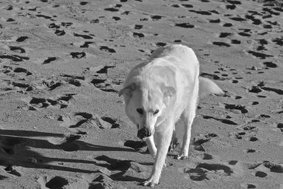 High angle view of dog on sand