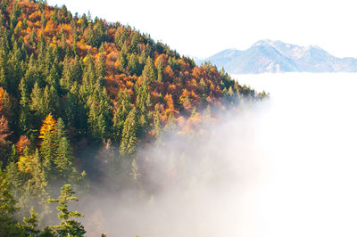 Scenic view of tree against sky during autumn