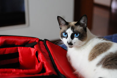 Portrait of cat sitting on sofa at home