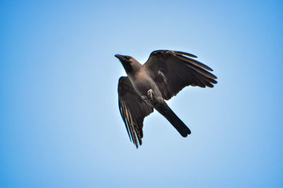 Low angle view of bird flying against clear blue sky