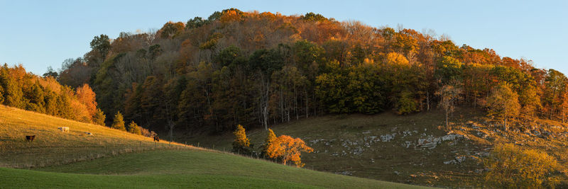 Trees on field against sky during autumn