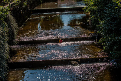 High angle view of river flowing in forest