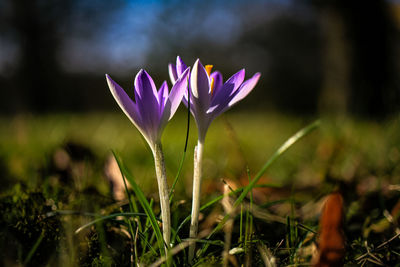 Close-up of purple crocus flower on field