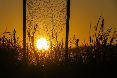 Silhouette plants growing on field against sky during sunset