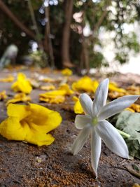 Close-up of yellow flowering plant on field