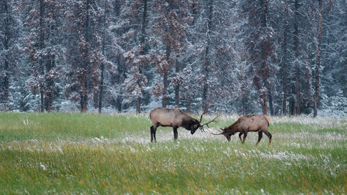 Elk fight by the snowing meadows, jasper national park, canada.