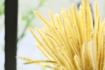 Close-up of fresh yellow flower