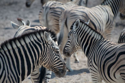 Cute zebras in etosha national park. animal herd. namibia, africa