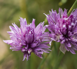 High angle close-up of purple flower blooming at park