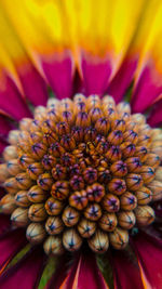 Full frame shot of pink flower
