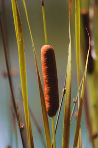 Close-up of plant