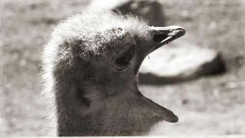 Close-up of ostrich screaming