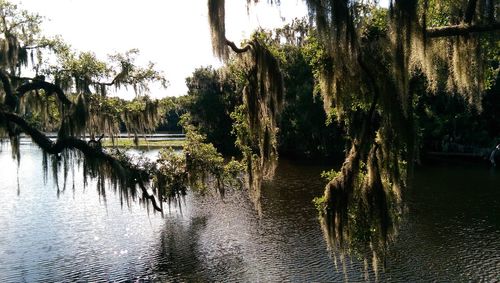 Reflection of trees in river