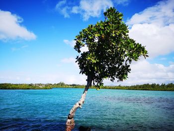 Tree by sea against blue sky