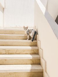 A cat on steps from a high angle view 