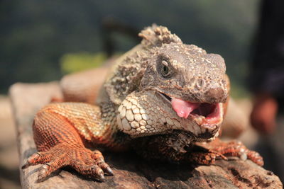 Close-up of lizard on rock