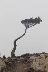 Low angle view of tree on hill against clear sky