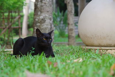 Portrait of a black cat on grass