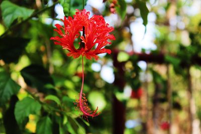 Close-up of red flower against blurred background