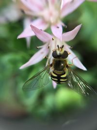 Close-up of insect on flower