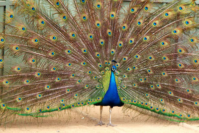 Close-up of peacock feathers