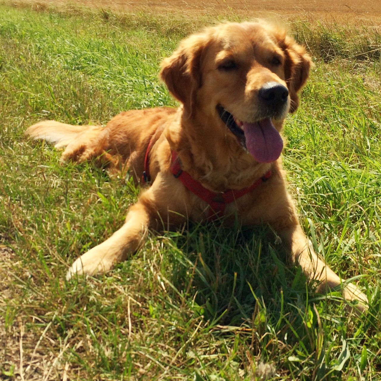 animal themes, pets, dog, domestic animals, mammal, grass, relaxation, field, grassy, lying down, green color, resting, brown, no people, pet collar, day, close-up, cute, outdoors, nature, portrait, canine, growth, focus on foreground