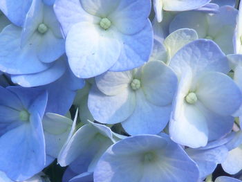 Close-up of blue hydrangea flowers