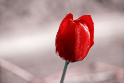 Close-up of red rose