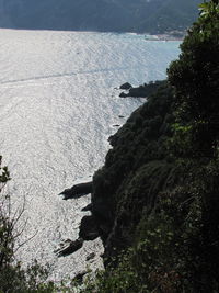 High angle view of an animal on rock