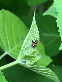 Close-up of two lovebugs on leaf