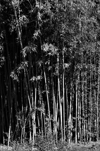 View of trees in forest