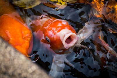 Fish swimming in pond