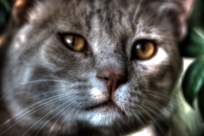 Close-up portrait of cat