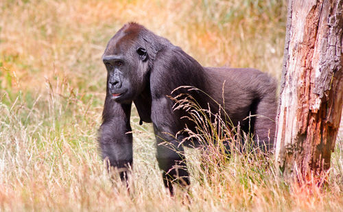 Portrait of western lowland gorilla