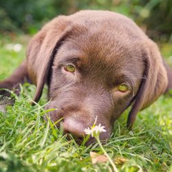 Close-up of dog on grassy field