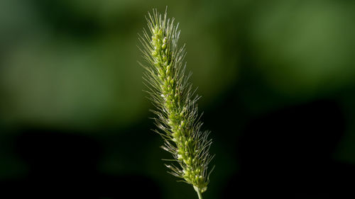 Close-up of stalks in field