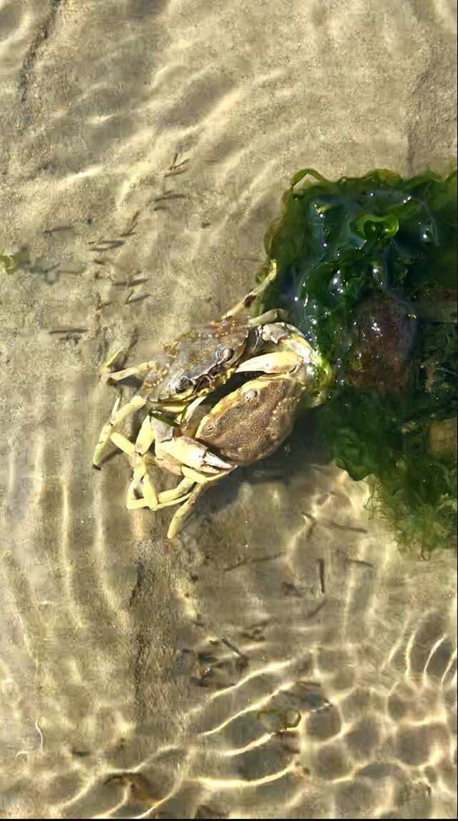 HIGH ANGLE VIEW OF FISH UNDERWATER