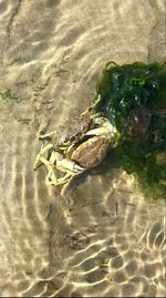 High angle view of fish swimming in sea