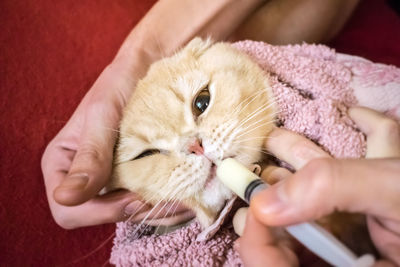 How to give a cat liquid medicine. ways to give a cat a pill