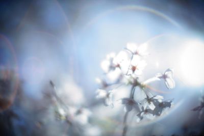 Close-up of flowers growing on tree against sky