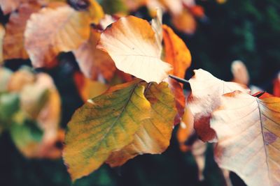 Close-up of autumnal leaves against blurred background