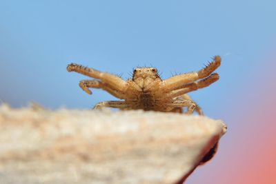 Close-up of grasshopper