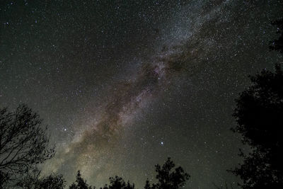 Low angle view of trees against sky at night