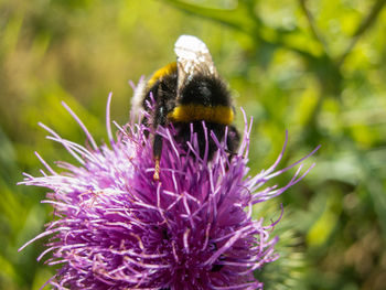 Close-up of bee on purple flower