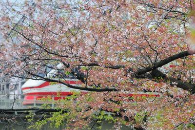Flowers growing on tree