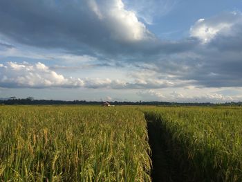 Scenic view of agricultural field against sky