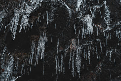 Low angle view of frozen trees at dusk