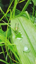 High angle view of insect on leaf